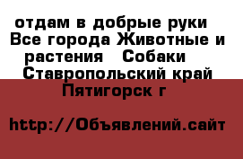 отдам в добрые руки - Все города Животные и растения » Собаки   . Ставропольский край,Пятигорск г.